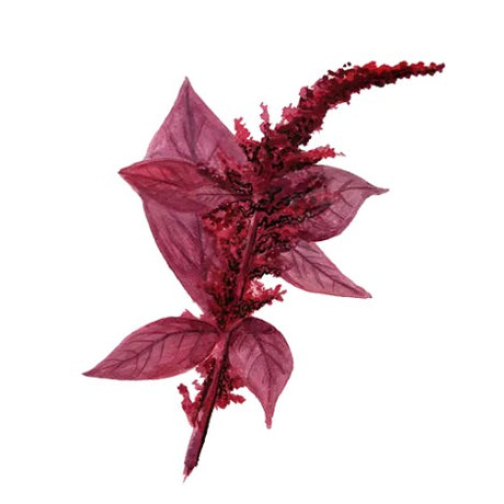 Amaranth 'Hopi Red Dye' Svenskodlat frö