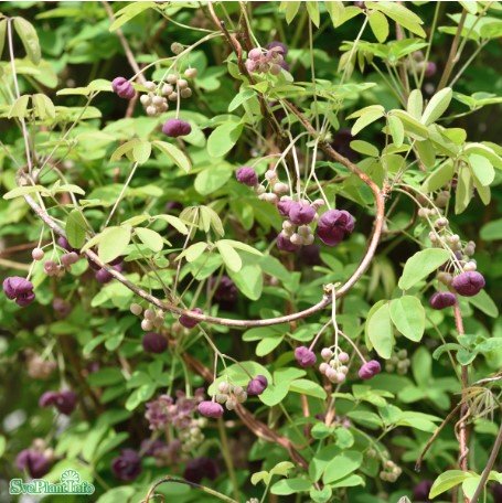 Fembladig Akebia co 5-pack