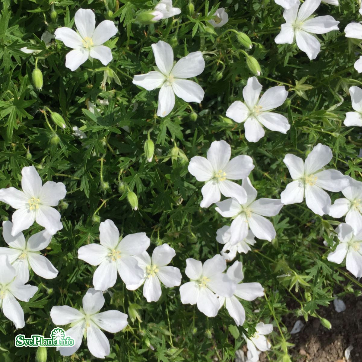 Blodnäva 'Album' 3st barrotad