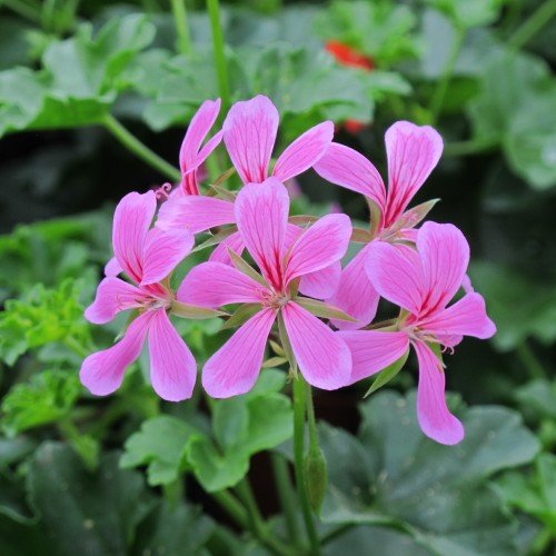 Kaskadpelargon 'Ville de Paris Lilac' 12cm kruka