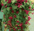 Lejongapsranka 'Lofos Compact Wine-Red'