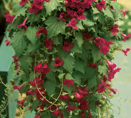 Lejongapsranka 'Lofos Compact Wine-Red'