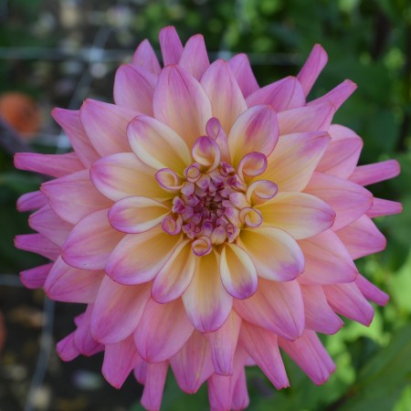 Boll Dahlia 'El Paso' 1st