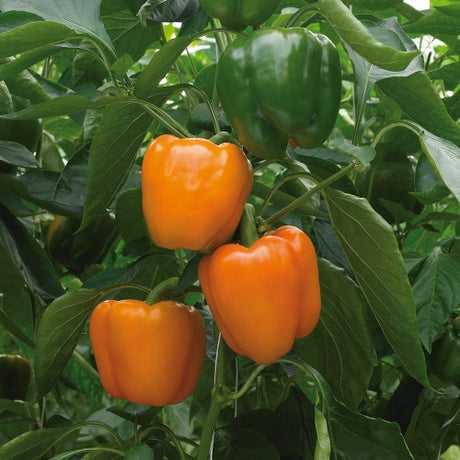 Paprika 'Delirio' F1 Frö