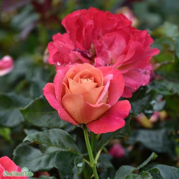 Tehybridros 'Thor Heyerdahl' 1-pack barrotad