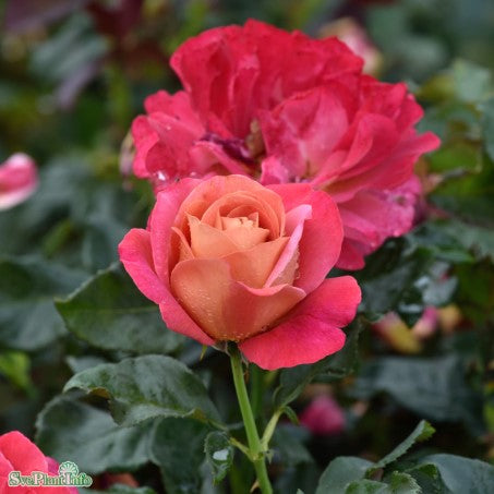 Tehybridros 'Thor Heyerdahl' 10-pack barrotad