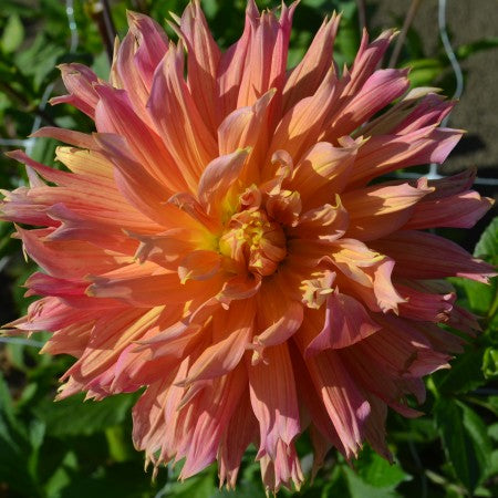 Fransad Dahlia 'Omega' 1st