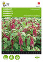 Rävsvans 'Love-Lies-Bleeding'