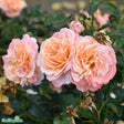 Floribundaros 'Kalmar' 1-pack barrot