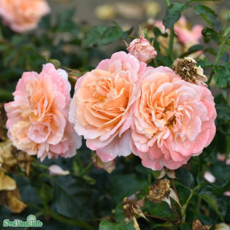 Floribundaros 'Kalmar' 1-pack barrot