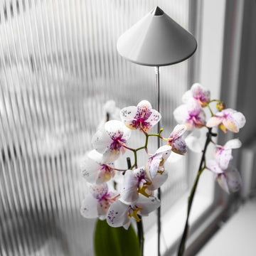 Sunlite 'Orchid' växtlampa, Vit - 10W