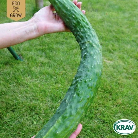 Slanggurka 'Sooyow Nishiki' KRAV-märkt