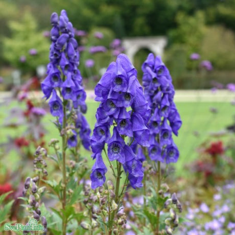 Oktoberstormhatt 'Arendsii' 1st barrotad