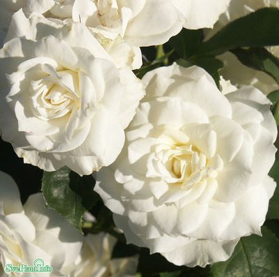 Floribundaros 'Gråsten' 10-pack barrot