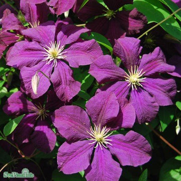 Klematis 'Étoile Violette' 1-pack
