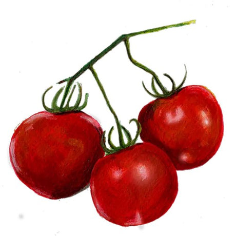 Busktomat 'Glacier' Svenskodlat frö