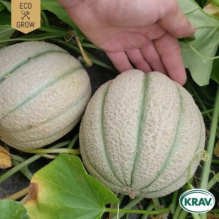 Cantaloupemelon 'Cantalupo di Charentais' KRAV-märkt