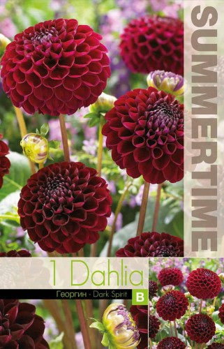 Boll Dahlia 'Dark Spirit' 1st
