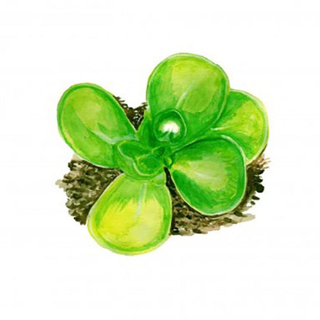 Portulak 'Golden Purslane' Svenskodlat frö