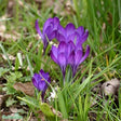 Snökrokus Botanisk 'Ruby Giant' 15st