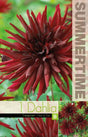 Kaktus Dahlia 'Nuit d´Ete' 1st
