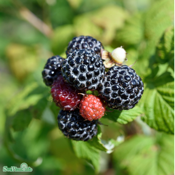 Svarthallon 'Black Jewel' 3-pack i kruka