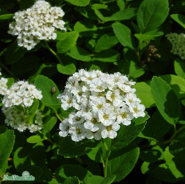 Björkspirea 100-p barrotad 15-30cm