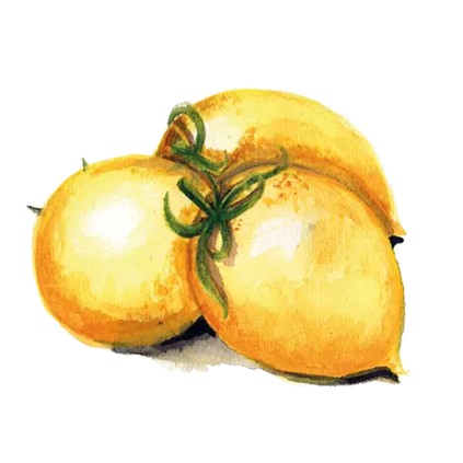 Vintertomat 'Vesuvio Giallo' Svenskodlat frö