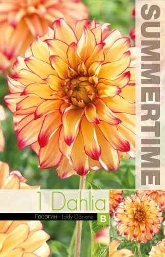 Dekorativ Dahlia 'Lady Darlene' 1st