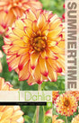 Dekorativ Dahlia 'Lady Darlene' 1st
