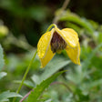 Tangutica-klematis 1-pack
