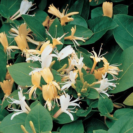 Slingertry 'Hall´s Prolific' co 5-pack