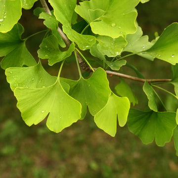 Ginkgo 80-100 cm
