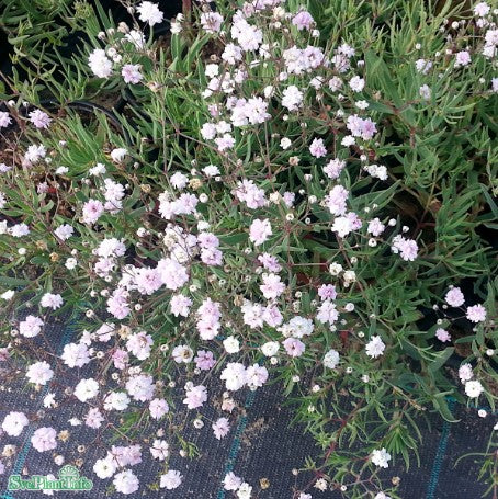 Brudslöja 'Rosenschleier' 6-pack i kruka