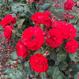 Floribundaros 'Carl Philip' 5-pack barrot