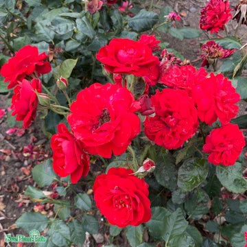 Floribundaros 'Carl Philip' 1-pack barrot
