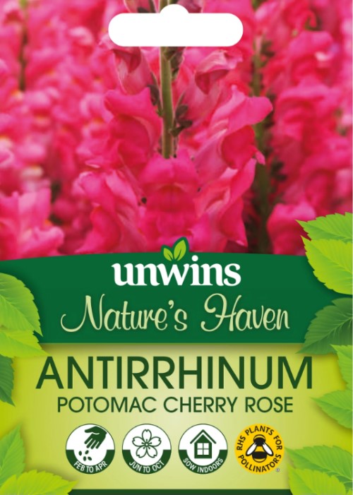 Lejongap 'Potomac Cherry Rose'