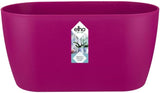 Brussels Orchid Duo 25cm Cherry Red