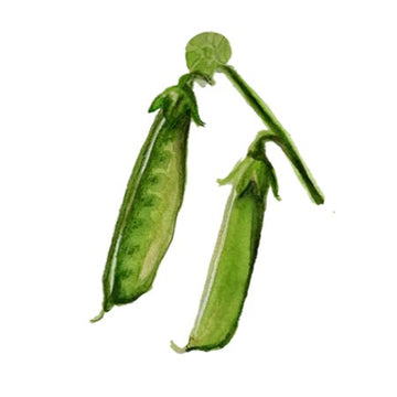 Sockerärt 'Boaryd'