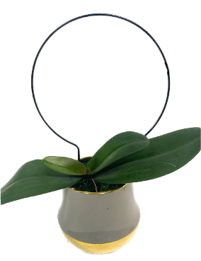 Växtstöd 'Round' 25cm