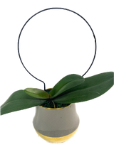 Växtstöd 'Round' 25cm