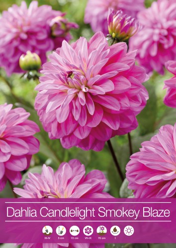 Dekorativ Dahlia 'Candlelight Smokey Blaze' 1st