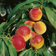 Persika 'Frost' co