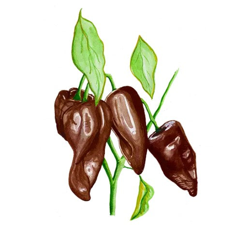 Chili 'Mulato Isleno' Svenskodlat frö
