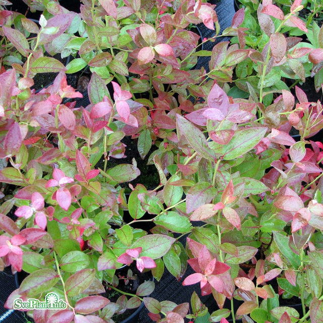 Hybridblåbär 'Oskar' 7cm kruka