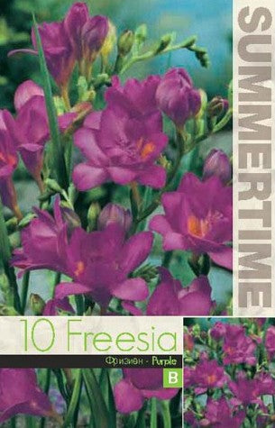 Freesia 'Dubbel Purple' 10st