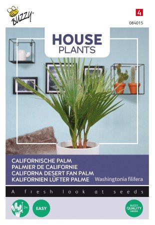 Inomhusväxt Trådpalm 'Californian Palm'