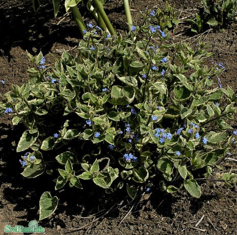 Kaukasisk förgätmigej 'Hadspen Cream' 1st barrotad