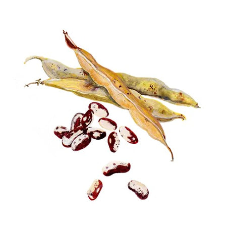 Störböna 'Neabel's Ukranian' Svenskodlat frö