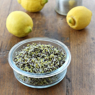 Sproutly: EKO Rapsfrön 160g